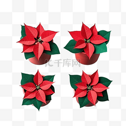 一品红花盆图片_薄荷绿表面三个圣诞红一品红花盆