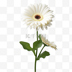 白色非洲菊花卉图片_非洲菊雏菊白花与叶白色花卉