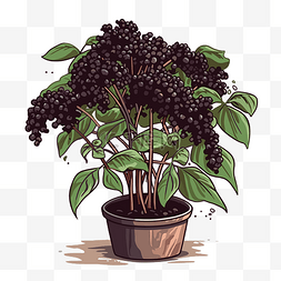 黑色花盆图片_接骨木剪贴画 黑色接骨木植物在