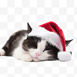 有趣的黑白猫，带着红色圣诞角睡
