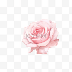 装饰白色玫瑰图片_无缝花卉图案，白色背景上有嫩粉