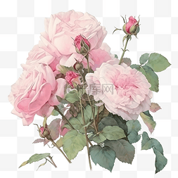 粉红可爱图片_粉红玫瑰复古古董水彩花束带叶