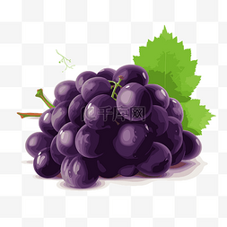紫葡萄图片_紫葡萄 向量