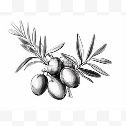 黑白插图中的橄榄枝古董画