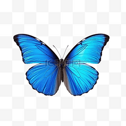 蓝色蝴蝶水彩图片_蓝色蝴蝶可爱