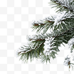雪中??的圣诞树枝