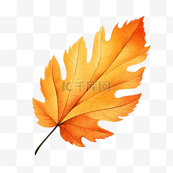 秋天的叶子图形元素
