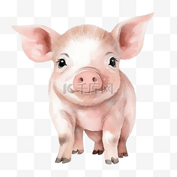 水彩猪可爱剪贴画