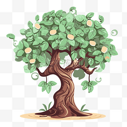 金钱树