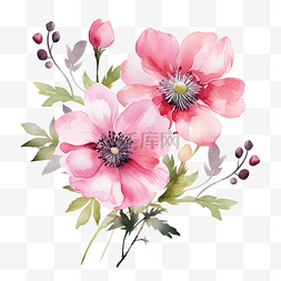 绽放的玫瑰图片_粉红色的花水彩剪贴画
