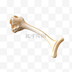狗狗玩的玩具图片_png背景上的狗骨3D对象猫骨