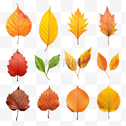 尺寸透明图片_秋天的树叶孤立