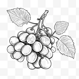 葡萄水果线条艺术