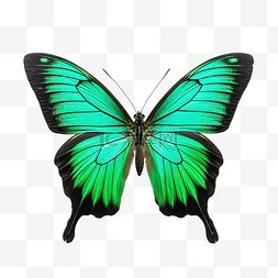 溫泉图片_绿色翅膀的蝴蝶
