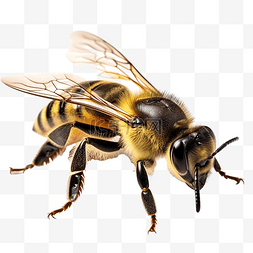 蜜蜂 昆虫 动物