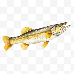 斑眼黄梭鱼或黄梭鱼侧视水彩