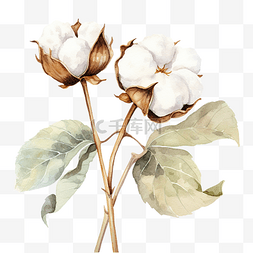 背景棉花图片_透明背景上孤立的水彩棉花植物