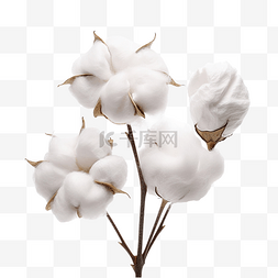 可爱的美丽的图片_美丽的棉花花隔离