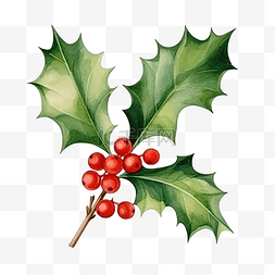 传统边框插图图片_冬青树水彩插画圣诞装饰元素的植