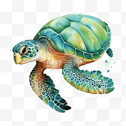 水彩龟海洋动物剪贴画