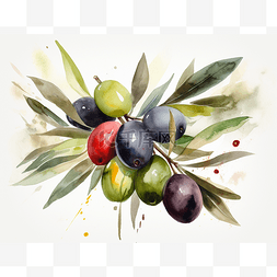 橄榄果设计图片_为商业目的而隔离的黑橄榄水彩背