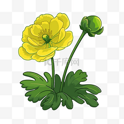画上花图片_毛茛剪贴画黄色和绿色的花显示在