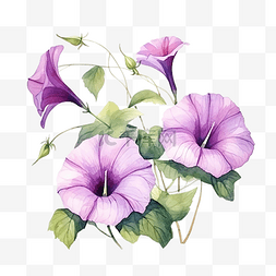 紫色牵牛花花水彩插图