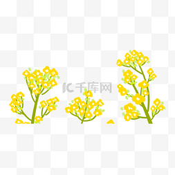 黄色小碎花油菜花