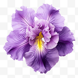 盛开的鸢尾花 紫色 花园花卉