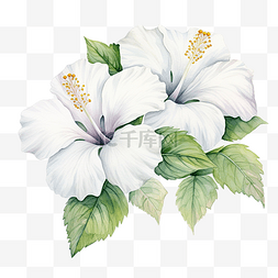 水彩画中的白芙蓉花盛开