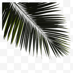 模糊的黑色热带棕榈叶与阴影PNG文