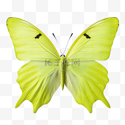 蝴蝶翅膀水图片_美丽的蝴蝶隔离gonepteryx rhamni柠檬