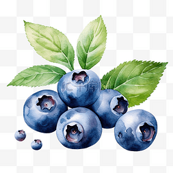 藍花图片_水彩蓝莓剪贴画浆果