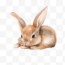 困倦的兔子水彩插图