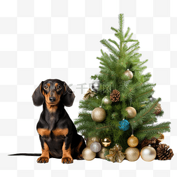 可爱新年狗图片_腊肠狗装饰白色背景中的圣诞树