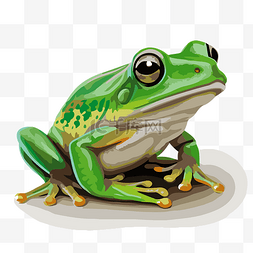 綠蛙 向量