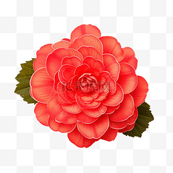 大鱼海棠动图图片_秋海棠 永远盛开的红色花朵