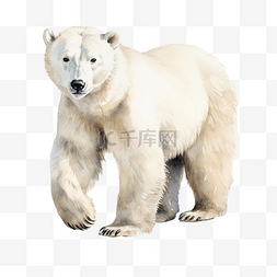 水彩北極熊