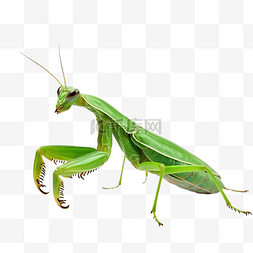 螳螂昆虫美丽的绿色蚱蜢角色