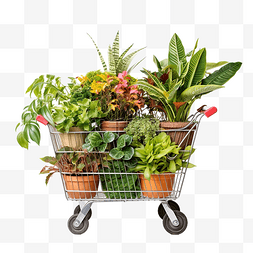 购物车里的各种盆栽植物