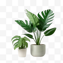 植物内部图片_热带叶和盆栽植物