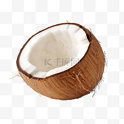 无背景的成熟椰子照片