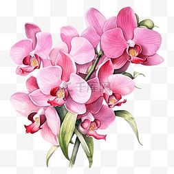 粉色兰花花花束水彩