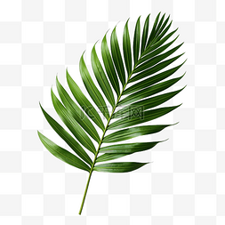 热带树叶自然阴影图片_绿色热带树枝棕榈叶与阴影PNG文件