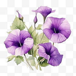 紫色牵牛花花图片_紫色牵牛花花水彩插图