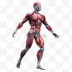 健美力量图片_肌肉发达的身体png插图