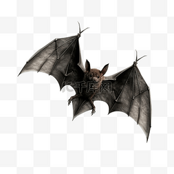 飞行的吸血蝙蝠隔离用于万圣节装
