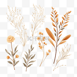 浅褐色药片图片_干花叶植物元素装饰插画