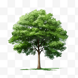 长木图片_单树一棵肥树长草高树森林元素