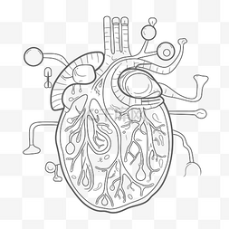儿童解剖图片_解剖着色页中的心脏 心脏轮廓素